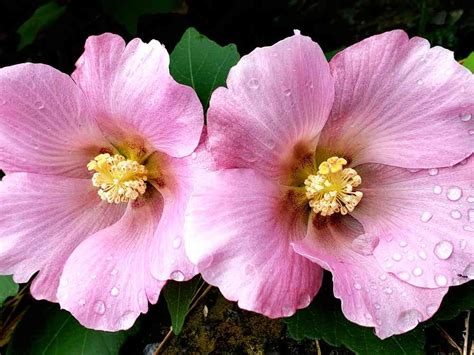 芙蓉難種|芙蓉（フヨウ）の育て方｜美しい花を咲かせる栽培の 